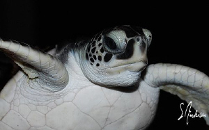 This image of a baby Green Sea Turtle was taken in West P... by Steven Anderson 